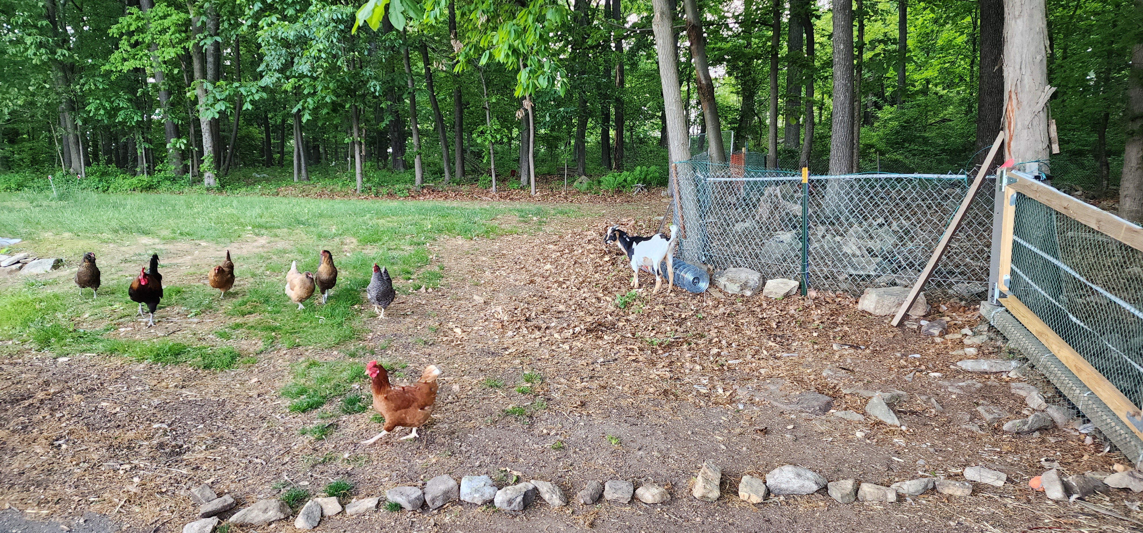 Organic free range eggs